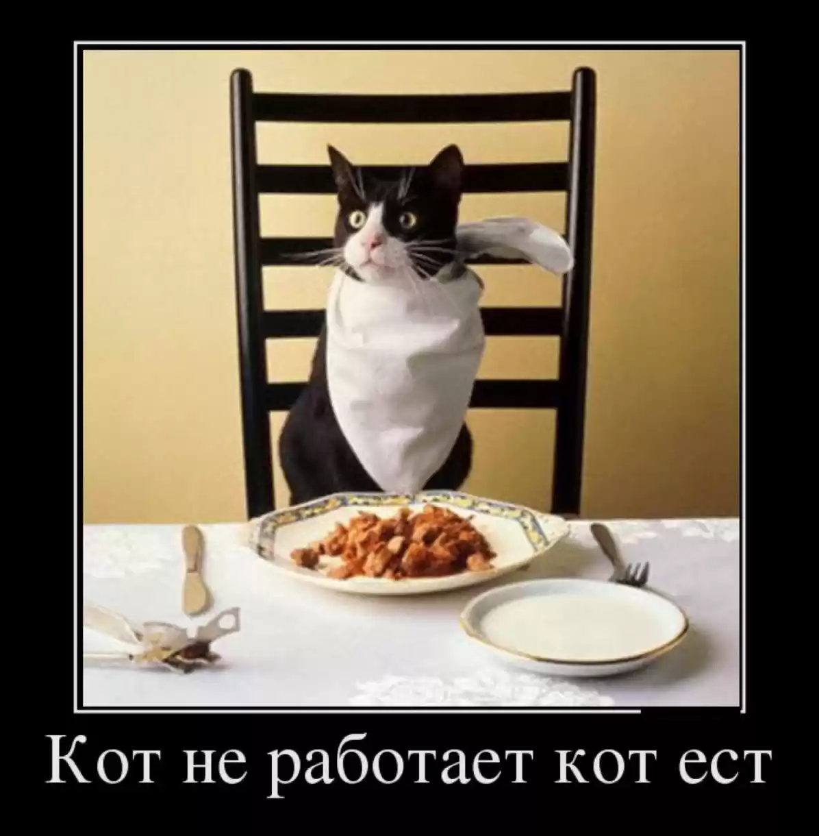 Кот не работает кот ест
