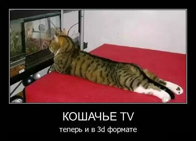 Кошачье TV. Теперь и в 3D формате!
